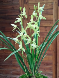 兰花基质消毒