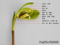 【艺兰科普078】说说兰花籽播苗