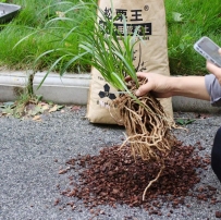 兰花上盆步骤及注意事项