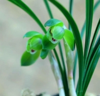 栽植兰花10个注意事项