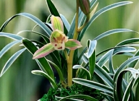 兰花养植全攻略