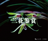 《兰花品鉴：探寻兰花植物之叶的形态特征》