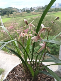 兰花诗