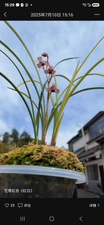 莲瓣兰还会有春天吗  一场存在的辩难  ——静守时光，等待一场不迟到的绽放