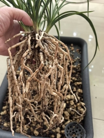 题兰友范德勤-南京 翻草换盆 （“铭品空谷足音”两年二苗变十苗）
