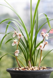 软植料栽培兰花相关问题及解决措施