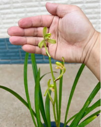 寒兰正格梅瓣开花，很远就能闻到香味，越看越喜欢