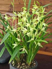 兰花浇水